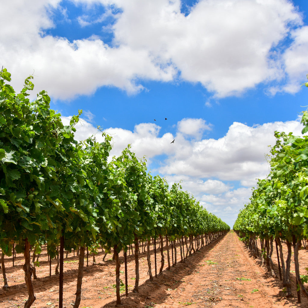 Bingham Family Vineyards Texas High Plains