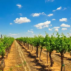Bingham Family Vineyards