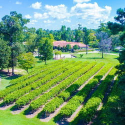 Wild Stallion Vineyards